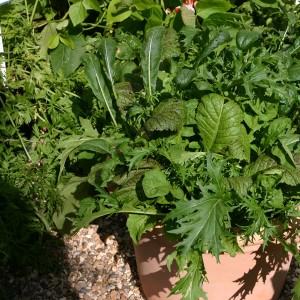 Salad Leaf Herby Mix 