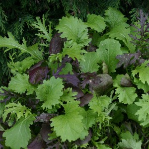 Salad Leaf Oriental Mustard Mix 