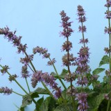 Salvia napifolia 'Baby Blue' 