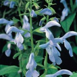 Salvia patens 'Cambridge Blue' 