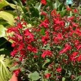 Salvia roemeriana 'Red Dwarf' 