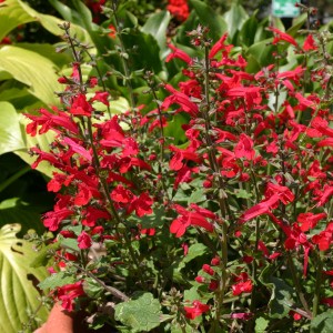 Salvia roemeriana 'Red Dwarf' 