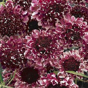 Scabiosa atropurpurea 'Beaujolais Bonnets' 