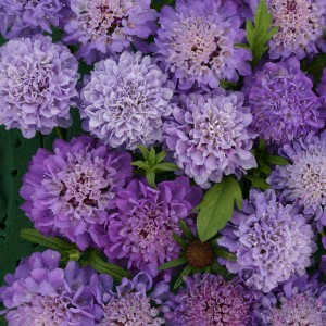 Scabiosa atropurpurea 'Blue Beau' 