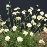 Scabiosa ochroleuca 'Pixie Yellow' 