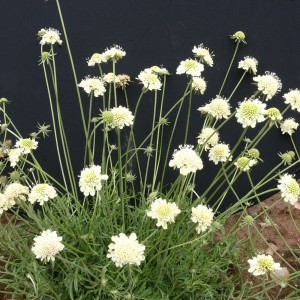 Scabiosa ochroleuca 'Pixie Yellow' 