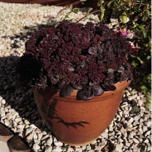 Sedum ussurience 'Turkish Delight' 