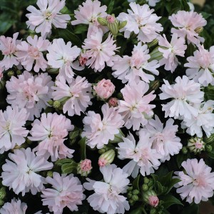 Silene pendula 'Peach Blossom' 