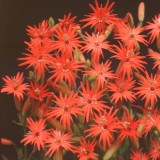 Silene laciniata 'Starburst' 