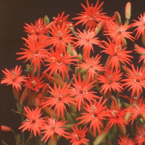 Silene laciniata 'Starburst' 