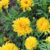 Tagetes erecta 'Simba Yellow' 