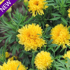 Tagetes erecta 'Simba Yellow' 