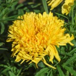 Tagetes erecta 'Simba Yellow' 