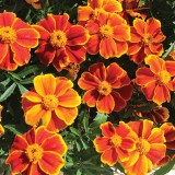 Tagetes patula 'Amber Glow'