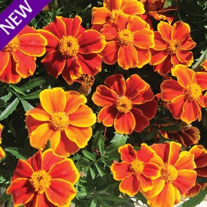 Tagetes patula 'Amber Glow'