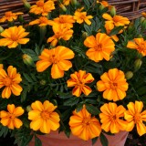 Tagetes patula 'Bambino'