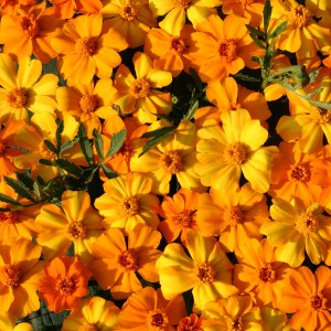 Tagetes patula 'Citrus'  