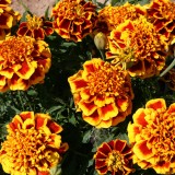 Tagetes patula 'Colossus'