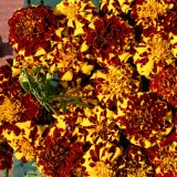 Tagetes patula 'Mr Majestic Double' 