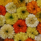 Tagetes erecta 'Fruity Mix' 