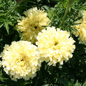 Tagetes erecta 'Ivory'