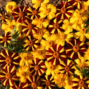 Tagetes patula 'Jesters'  