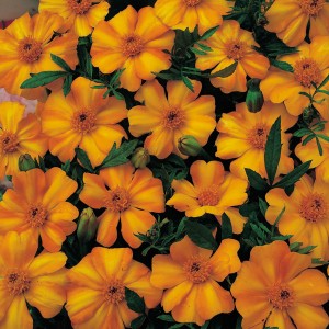 Tagetes patula 'La Bamba' 