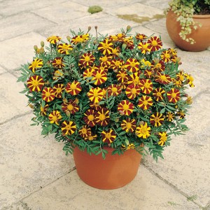 Tagetes patula 'Mr Majestic' 