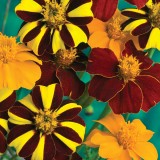 Tagetes patula 'Pots of Gold'