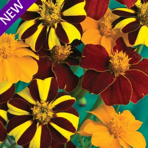 Tagetes patula 'Pots of Gold'