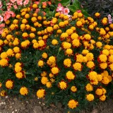 Tagetes patula 'Solan'