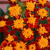 Tagetes patula 'Sombrero' 