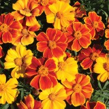 Tagetes patula 'Sunglow'