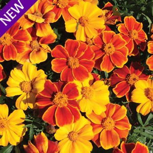 Tagetes patula 'Sunglow'