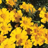 Tagetes patula 'Sunshine'