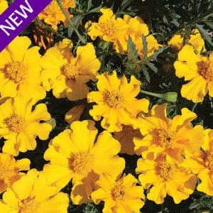 Tagetes patula 'Sunshine'