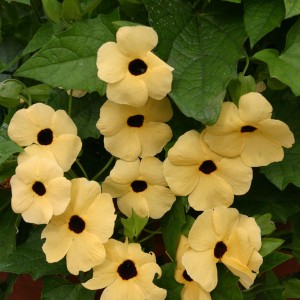 Thunbergia alata 'Amber Eyes'