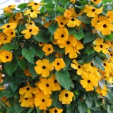 Thunbergia alata 'Golden Eyes'