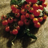 Tomato 'Balconi Red' 