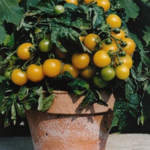 Tomato 'Balconi Yellow' 