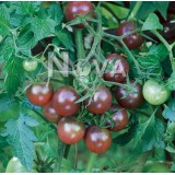 Tomato 'Black Cherry' 