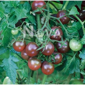 Tomato 'Black Cherry' 