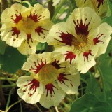 Tropaeolum majus 'Orchid Cream'