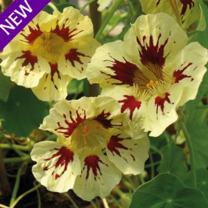 Tropaeolum majus 'Orchid Cream'