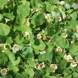 Tropaeolum majus 'Orchid Cream'