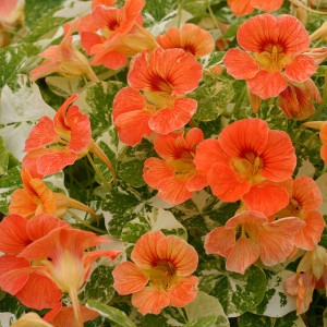 Tropaeolum majus 'Alaska Apricot' 