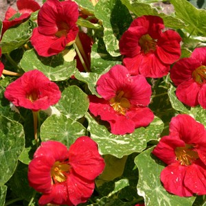 Tropaeolum majus 'Alaska Raspberry'