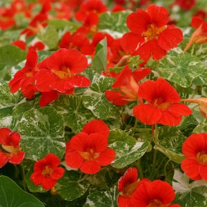 Tropaeolum majus 'Alaska Scarlet' 