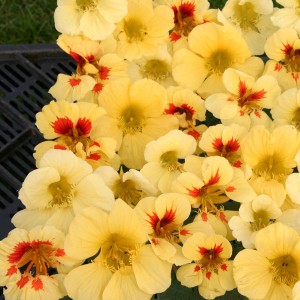 Tropaeolum majus 'Banana Split' 