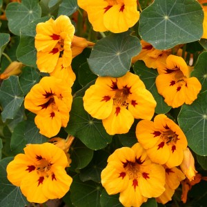 Tropaeolum majus 'Canary' 